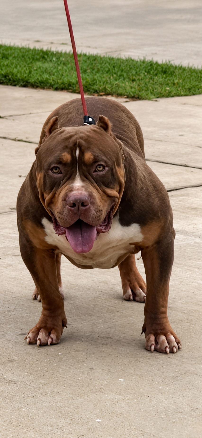 Kaido, chocolate tri American XL Bully sire