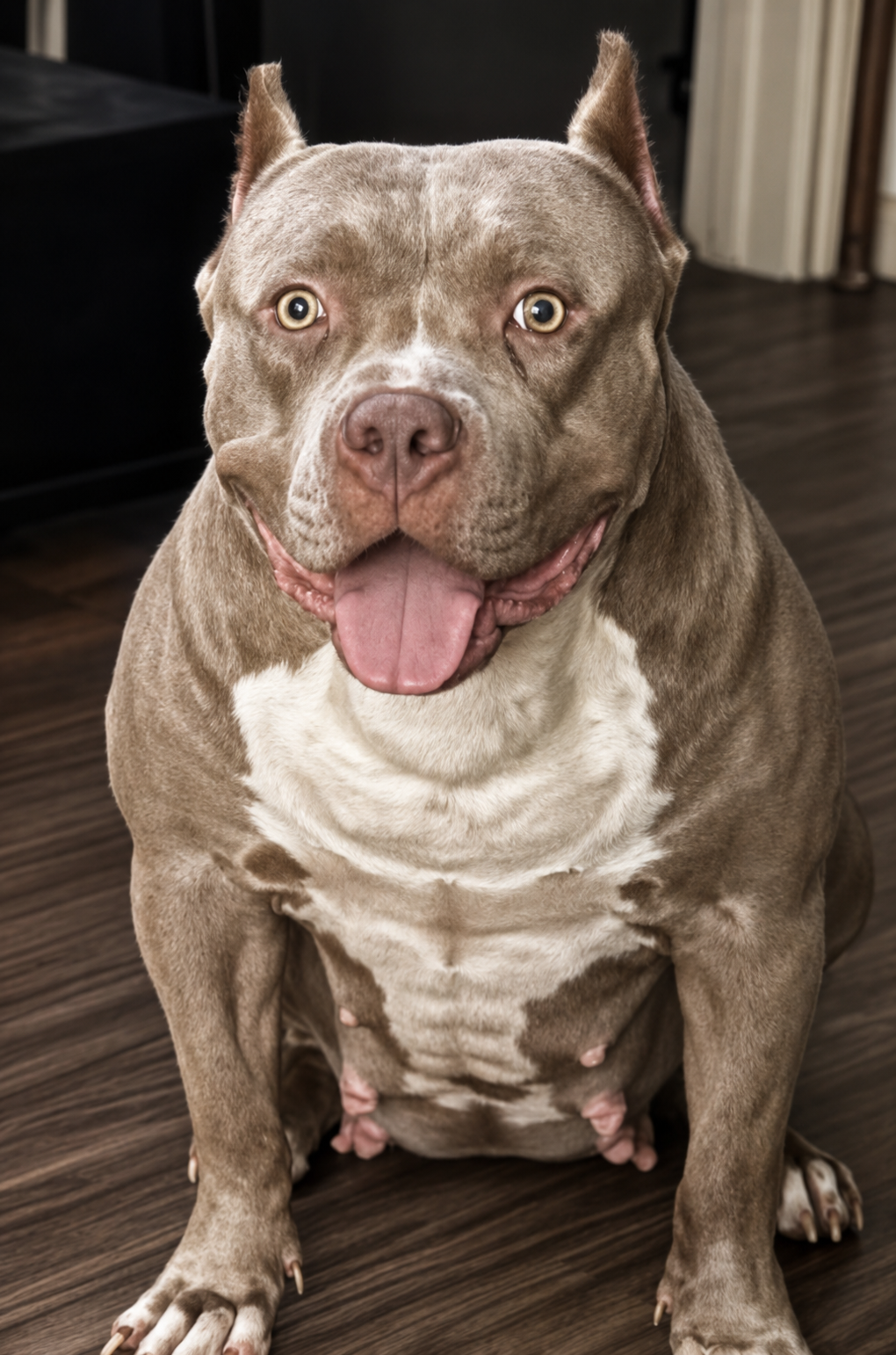 Pancake, lilac tri American XL Bully dam